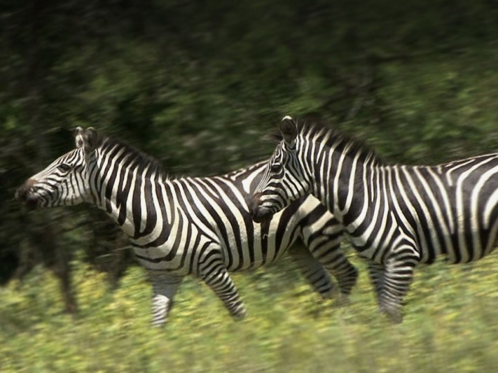 Akagera National Park wildlife